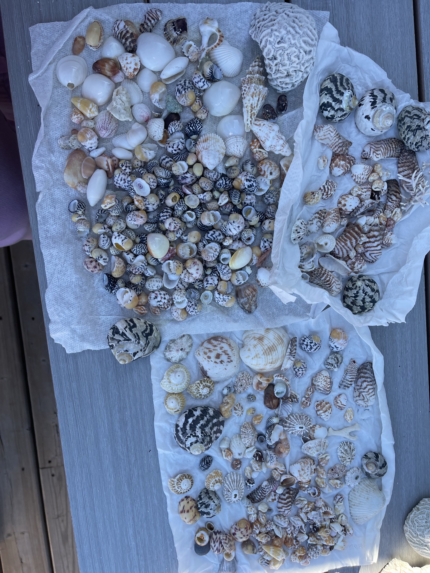 Little Shells - image 1 of 8