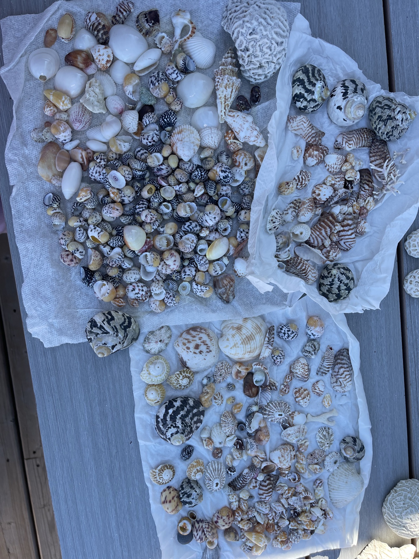 Little Shells - image 2 of 8