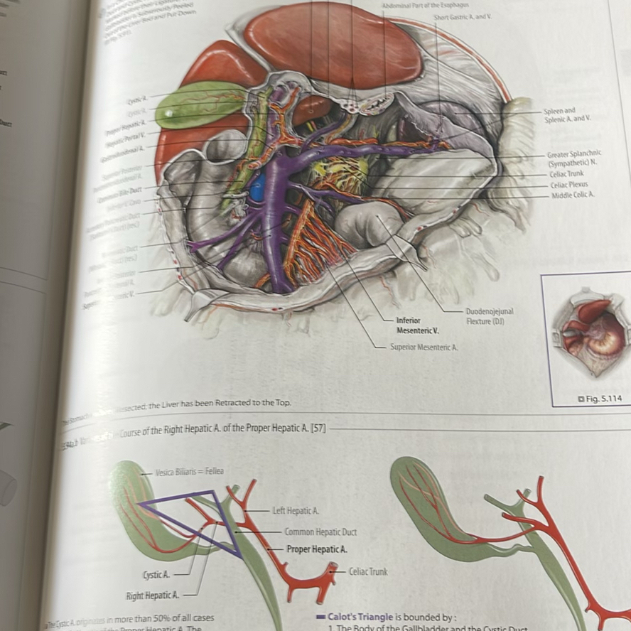 Atlas Of Human Anatomy - image 4 of 5