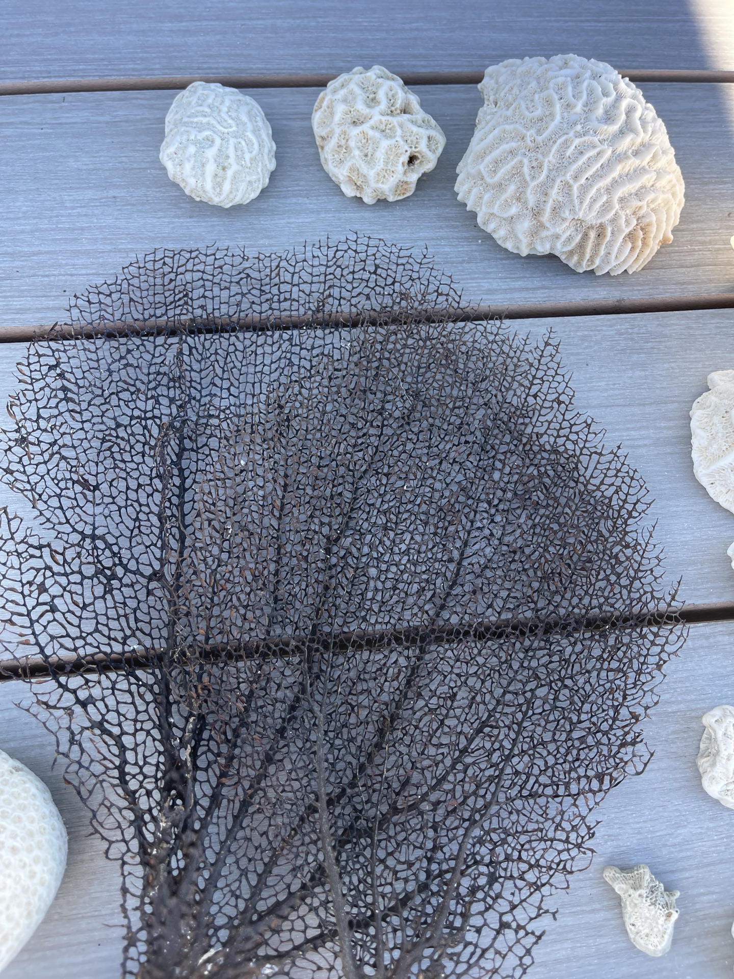 Coral And Shells - image 3 of 6