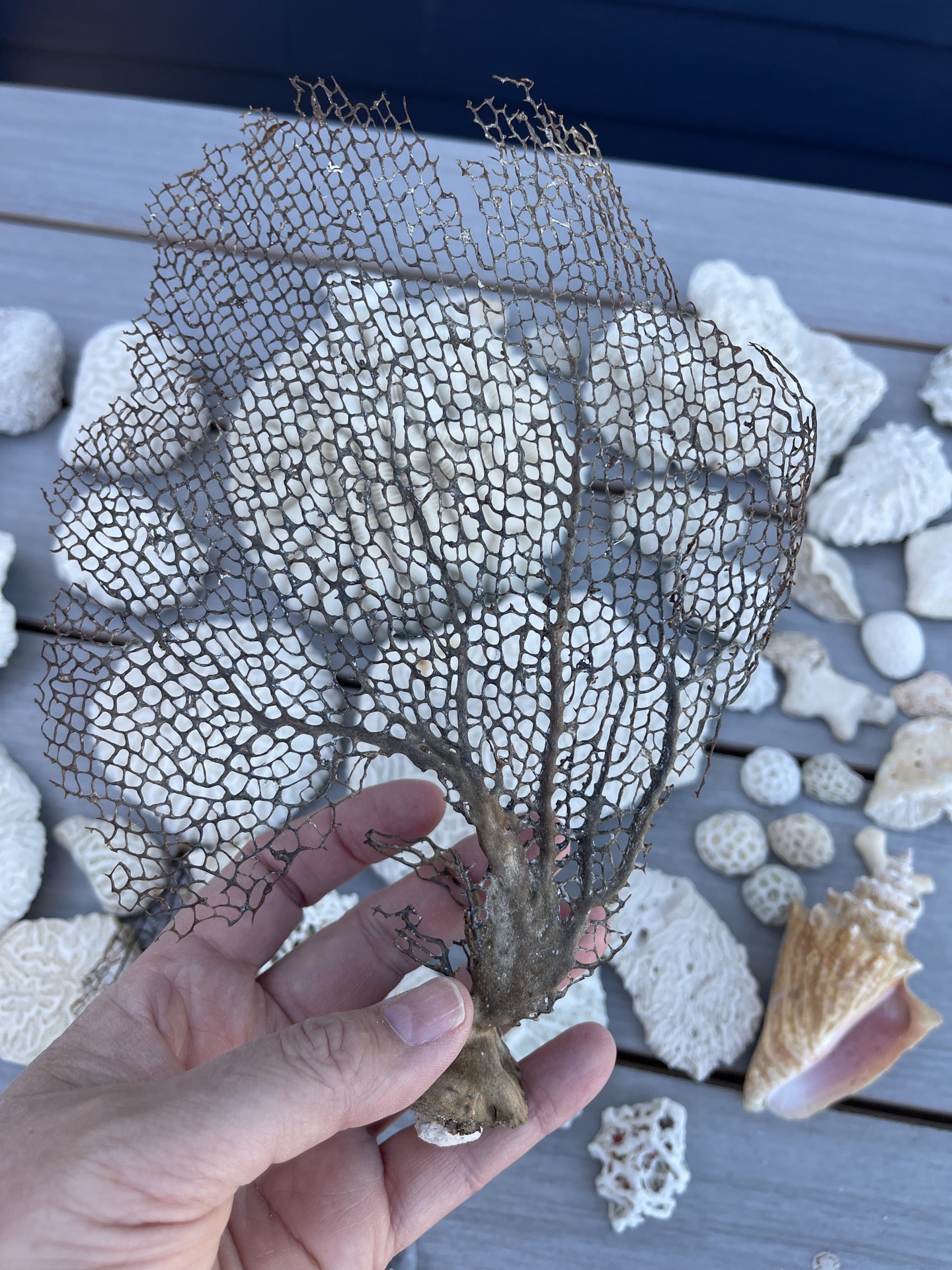 Coral And Shells - image 8 of 8