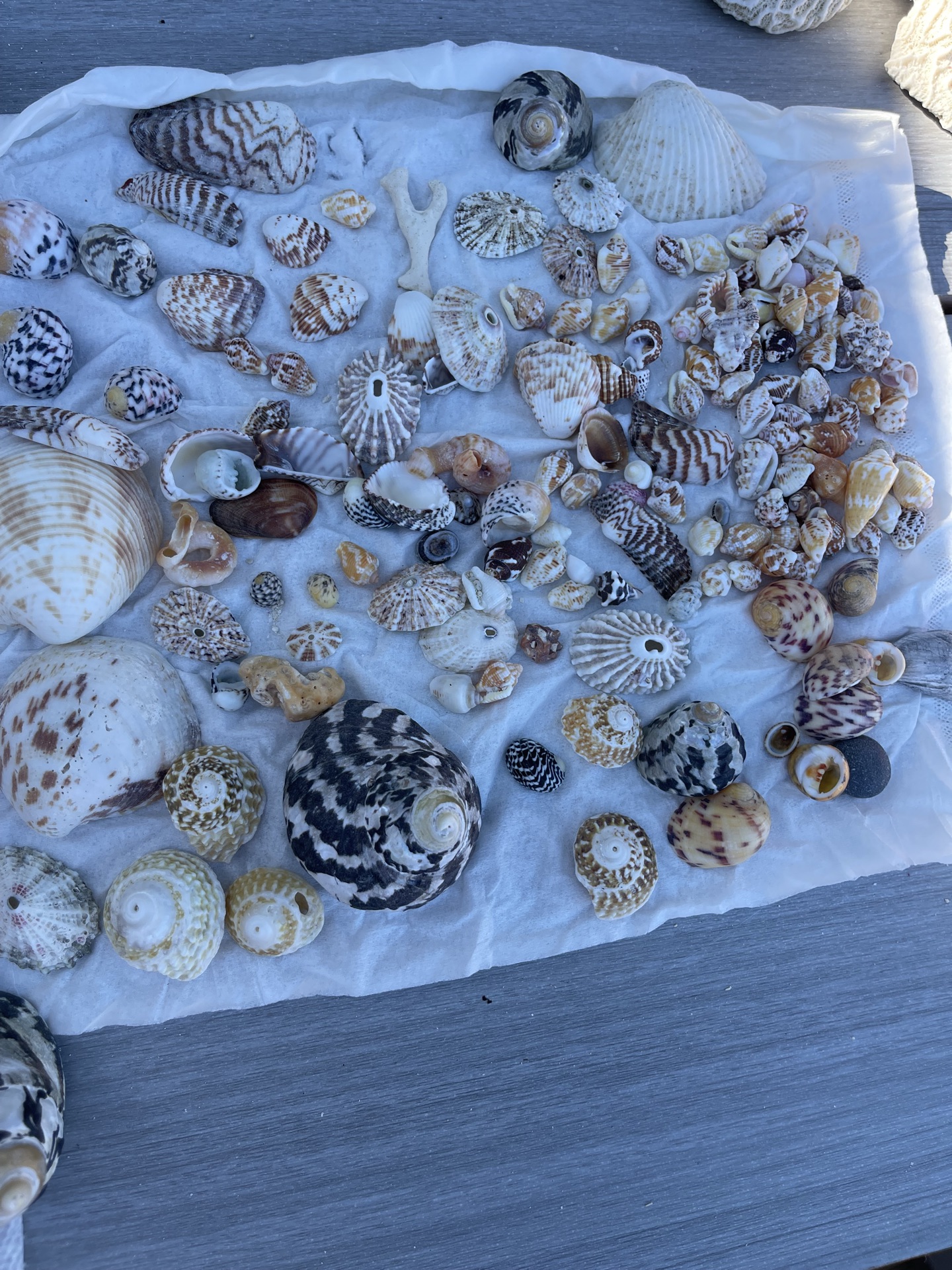 Little Shells - image 4 of 8