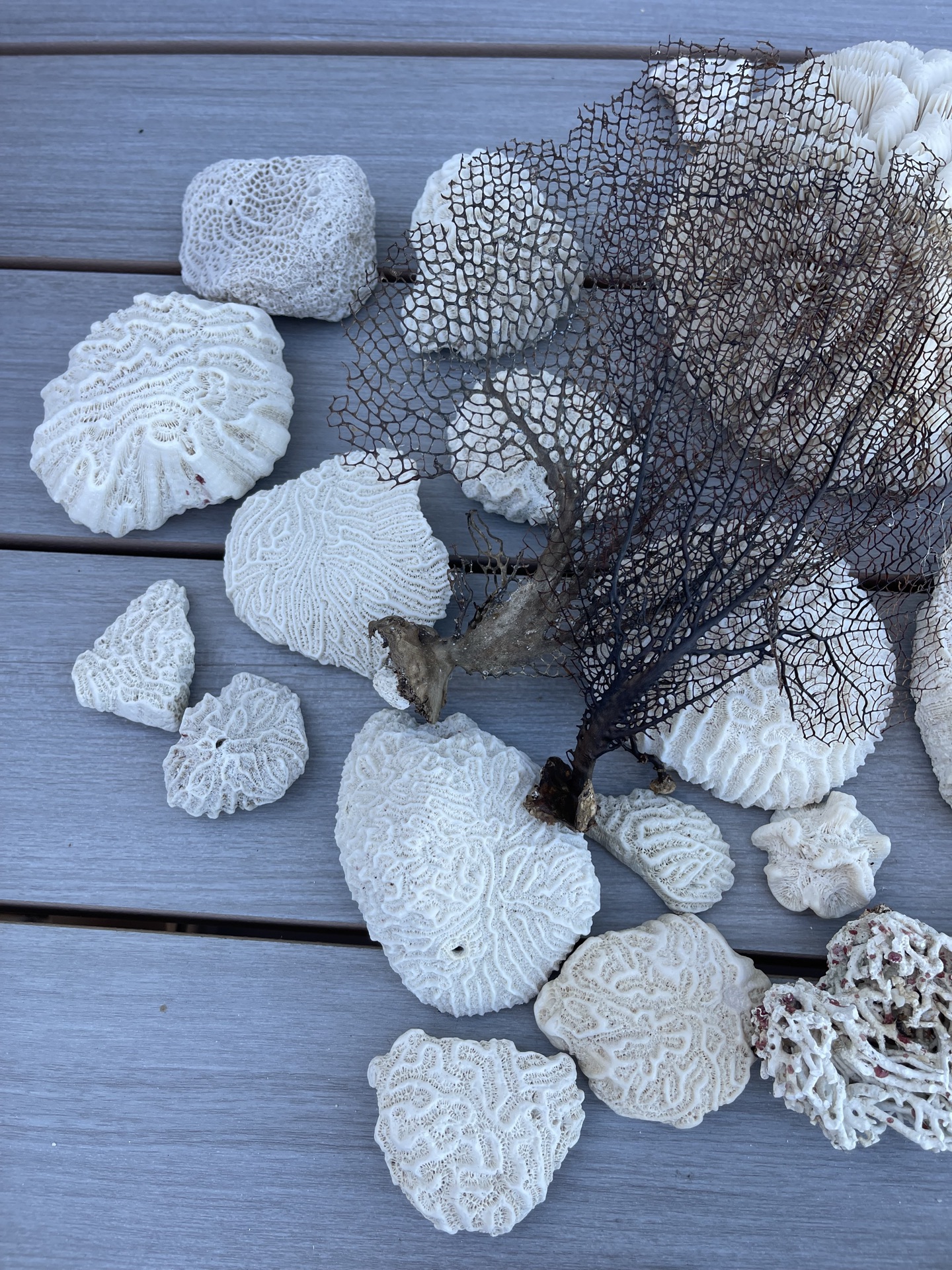 Coral And Shells - image 4 of 8