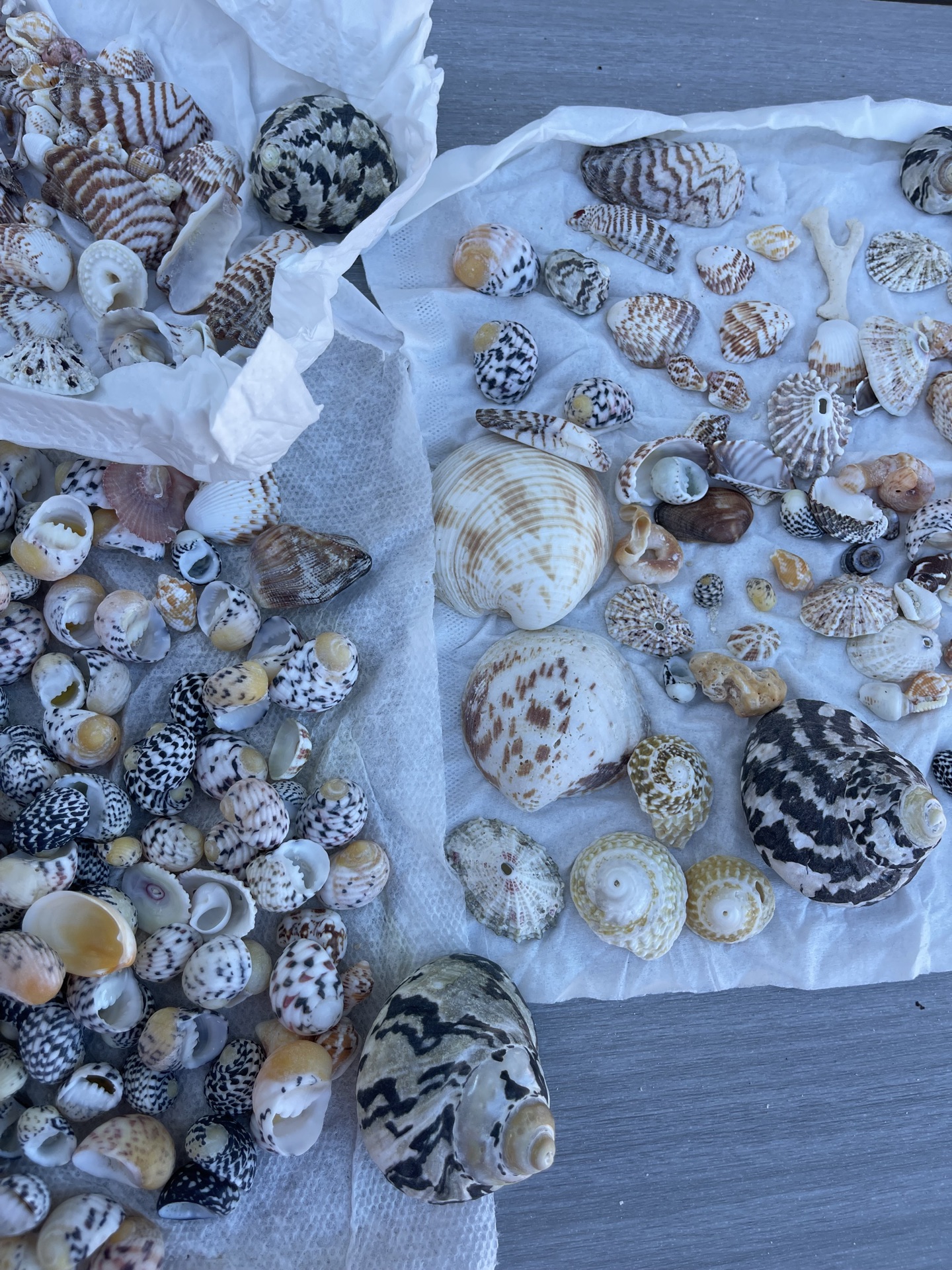 Little Shells - image 6 of 8