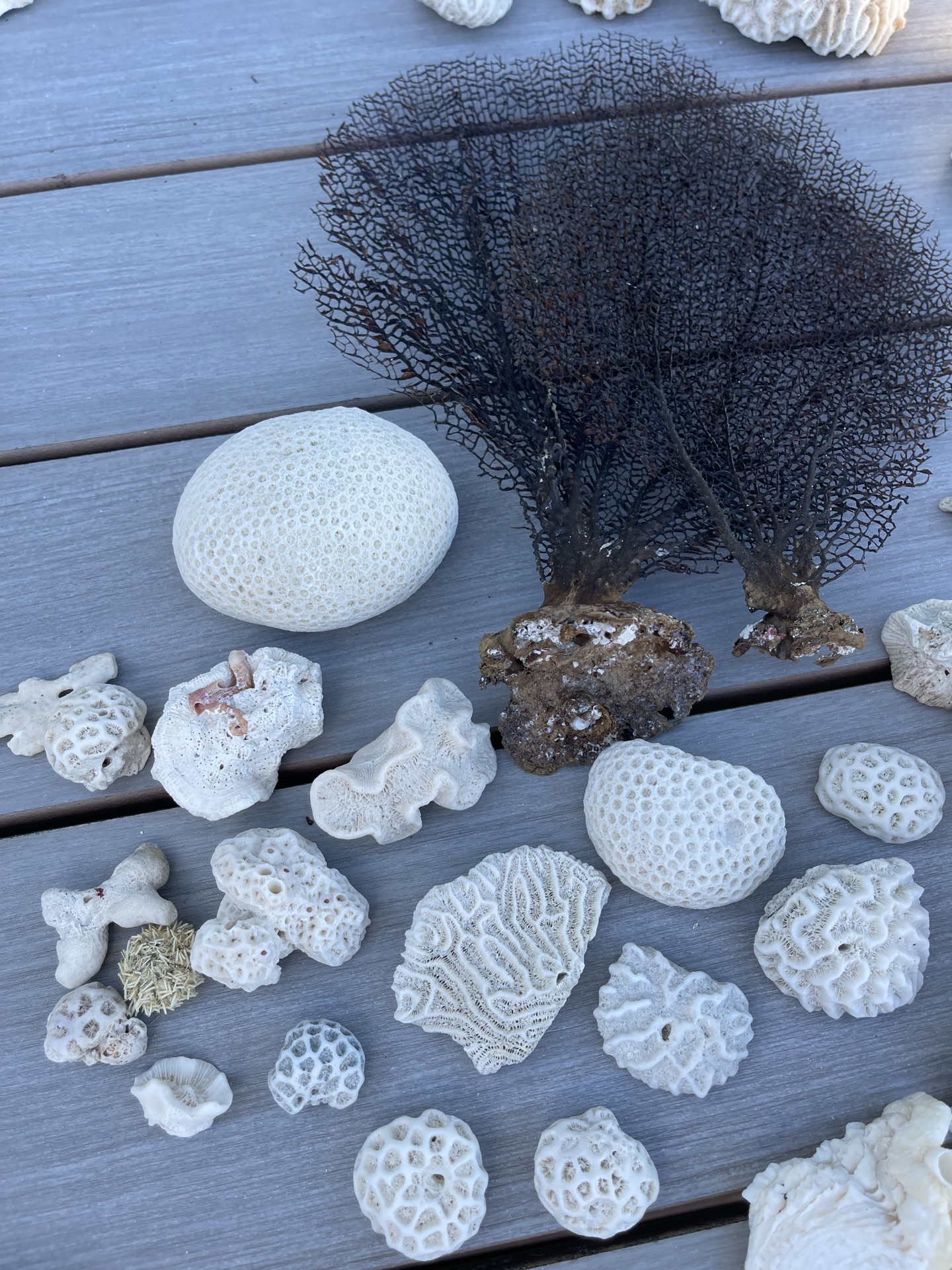 Coral And Shells - image 2 of 6