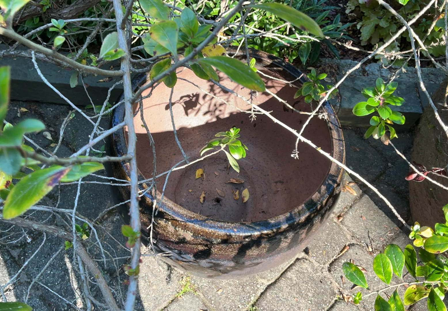 Large Outdoor Pots With plants - image 3 of 4