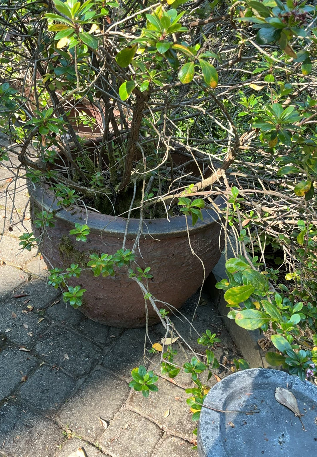 Large Outdoor Pots With plants - image 4 of 4
