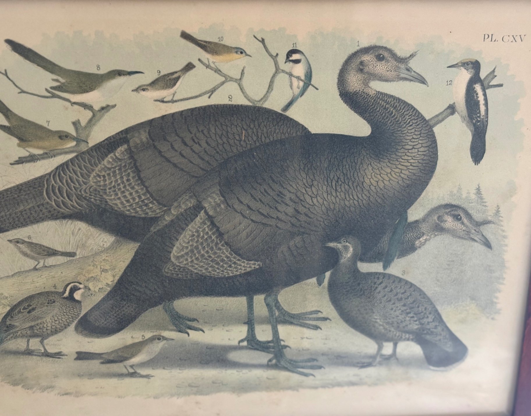 Beautifully Framed Audubon Print “The Wild Turkey”  - image 2 of 3