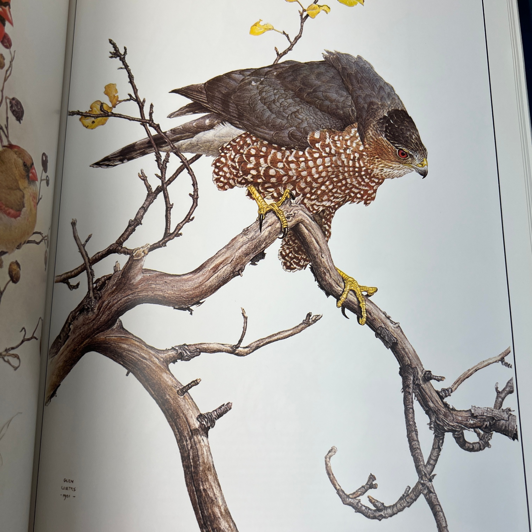 Glen Loates a Brush With Life Large Book Hardcover Wildlife Art - image 8 of 10