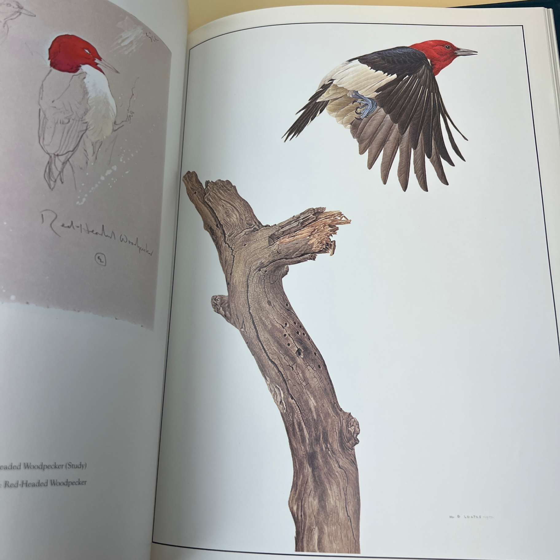 Glen Loates a Brush With Life Large Book Hardcover Wildlife Art - image 9 of 10