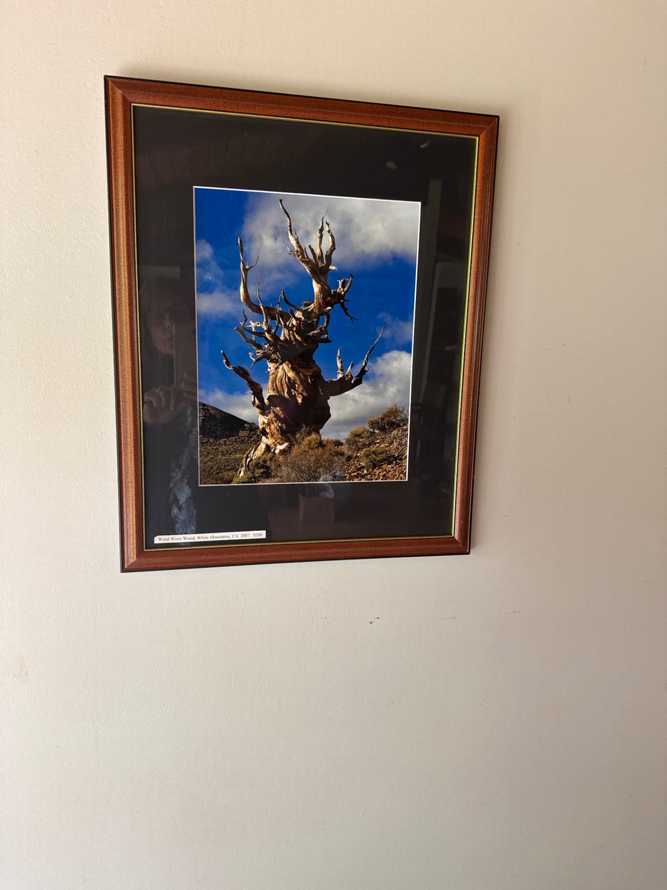 Framed photograph of a wind-worn tree - image 1 of 2