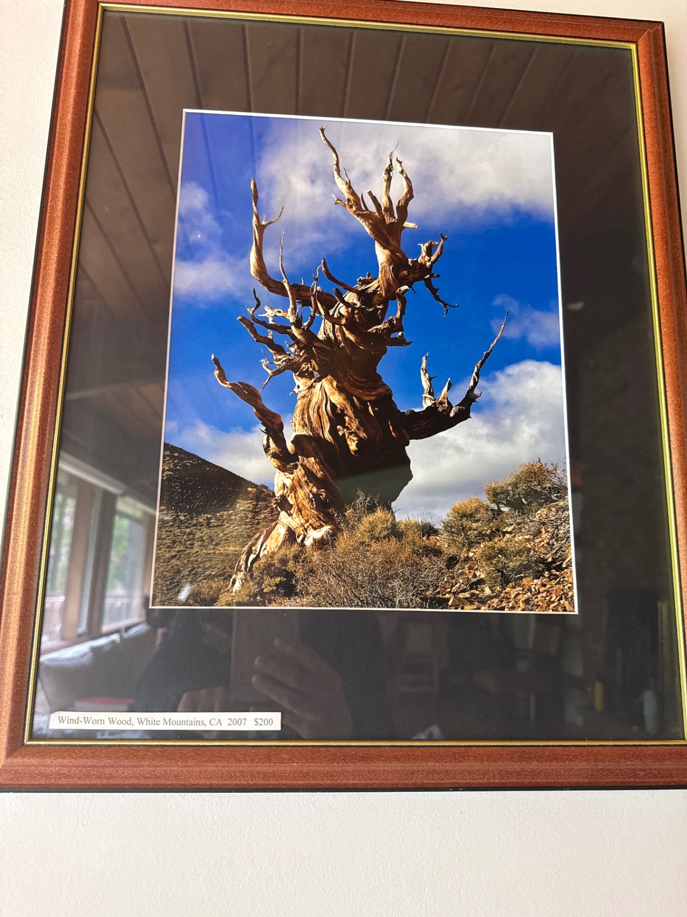 Framed photograph of a wind-worn tree - image 2 of 2