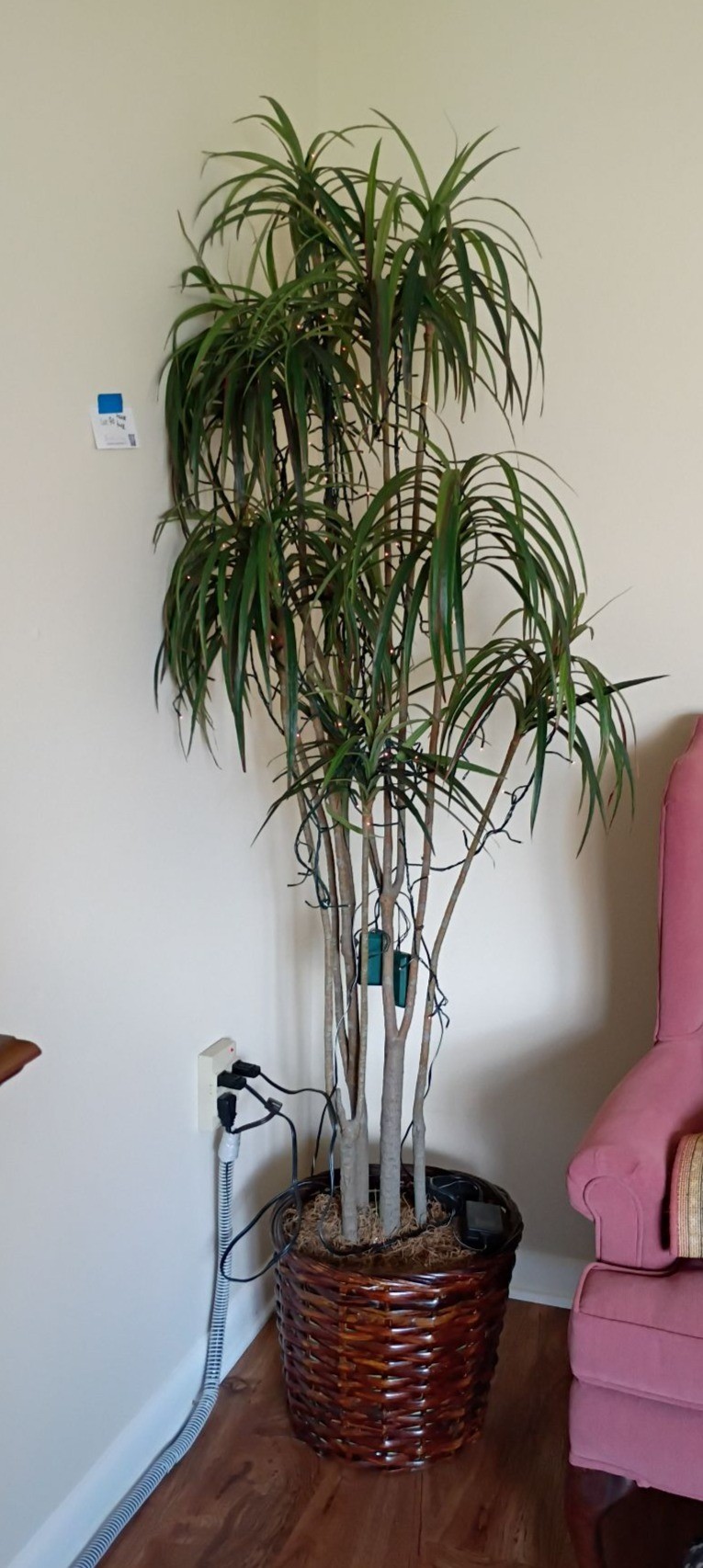 Artificial Indoor Tree in Woven Basket Planter - image 1 of 3