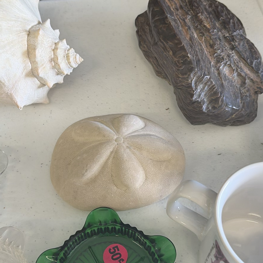 Assorted Seashells, Glass Dishes, and Ceramic Serving Pieces - image 5 of 14