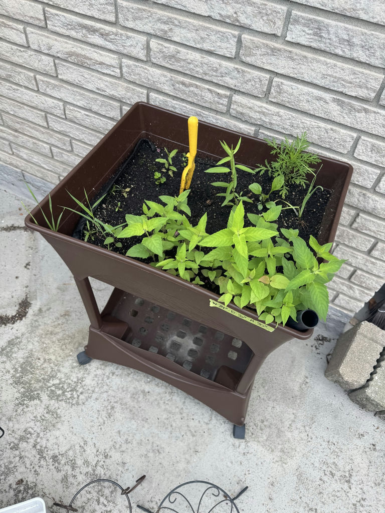 Raised Plastic Planter - image 3 of 5