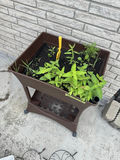 Raised Plastic Planter - thumbnail 3 of 5