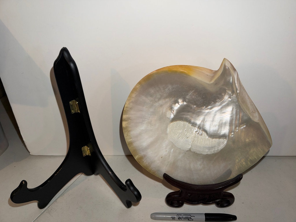 Seashells, Sea Coral Displays, More  - image 2 of 7