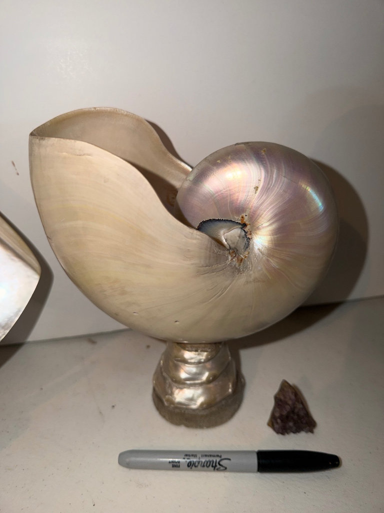 Seashells, Sea Coral Displays, More  - image 6 of 7