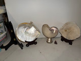 Seashells, Sea Coral Displays, More  - thumbnail 1 of 7
