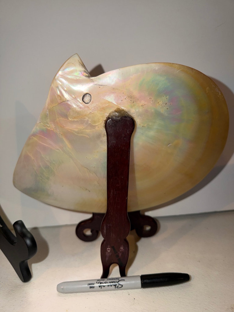 Seashells, Sea Coral Displays, More  - image 5 of 7