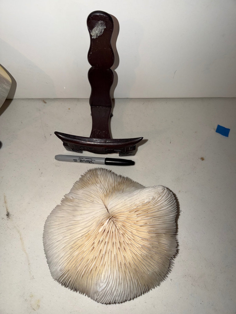 Seashells, Sea Coral Displays, More  - image 3 of 7