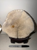Seashells, Sea Coral Displays, More  - thumbnail 4 of 7