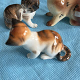 Lot Of Cats - thumbnail 16 of 43