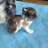 Lot Of Cats - thumbnail 25 of 43