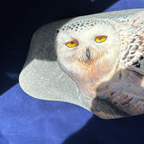 Snowy Owl Decorative Stone By Rob Buckland Nicks - thumbnail 3 of 6