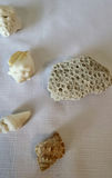Seashells & Coral Lot of 18 - thumbnail 2 of 5