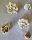 Seashells & Coral Lot of 18 - thumbnail 5 of 5