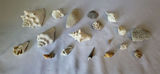 Seashells & Coral Lot of 18 - thumbnail 1 of 5
