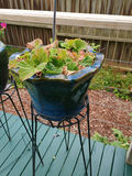 Ceramic planters, stands and art - thumbnail 3 of 5