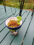 Ceramic planters, stands and art - thumbnail 5 of 5