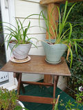 Assorted potted plants in ceramic pots on a wooden stand - thumbnail 5 of 5