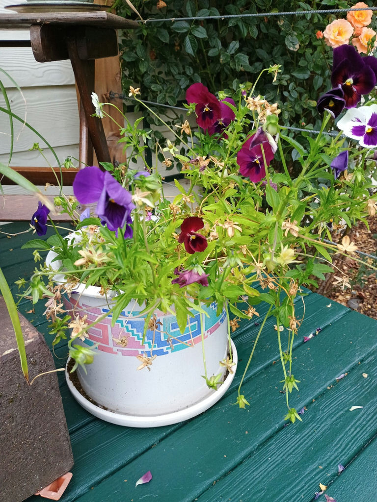 Assorted potted plants in ceramic pots on a wooden stand - image 3 of 5