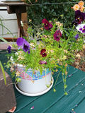 Assorted potted plants in ceramic pots on a wooden stand - thumbnail 3 of 5