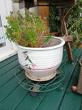 Assorted potted plants in ceramic pots on a wooden stand - thumbnail 2 of 5