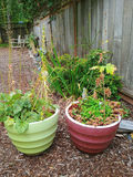2 Planters filled with plants - thumbnail 1 of 3