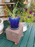 Assorted potted plants in ceramic pots on a wooden stand - thumbnail 4 of 5