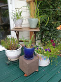 Assorted potted plants in ceramic pots on a wooden stand - thumbnail 1 of 5