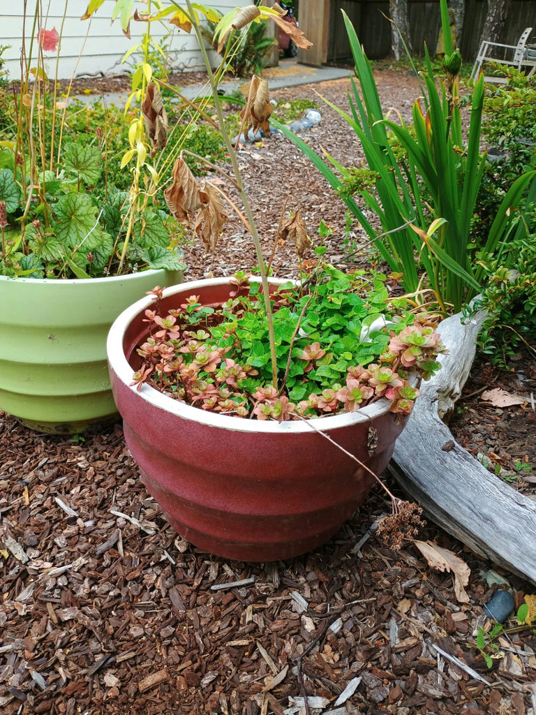 2 Planters filled with plants - image 3 of 3