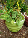 2 Planters filled with plants - thumbnail 2 of 3