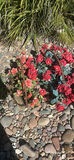 Decorative Outdoor Pots, Urns, and Artificial Flower Arrangements - thumbnail 1 of 6