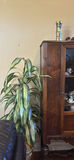 Wooden Curio Cabinet with Decorative Globe and Glass Cylinder Decor - thumbnail 7 of 7