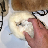 Collection of Fur Hats and Fur Tail Accessory - thumbnail 9 of 9