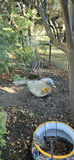 Decorative Garden Pots and Metal Yard Art - thumbnail 5 of 6