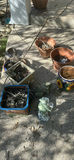 Assorted Decorative Planters and Frog Garden Statues - thumbnail 1 of 6