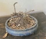 Decorative Ceramic Planters and Glass Candle Holders - thumbnail 2 of 9