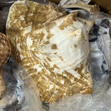 Shark Handheld Steam Cleaner and Decorative Seashells - thumbnail 3 of 4